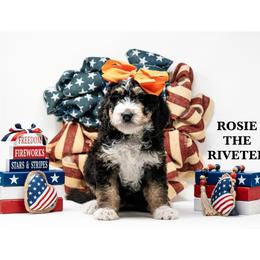 Rosie the Riveter - Tri-color female Bernedoodle puppy in Olathe, Kansas from VonDoodles Bernedoodles & Sheepadoodles