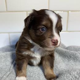 Dublin - Red tri male Toy Australian Shepherd puppy in Spokane Valley, Washington from Northern Roots Aussies
