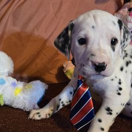 Dalmatians from Lylian's Dalmatians