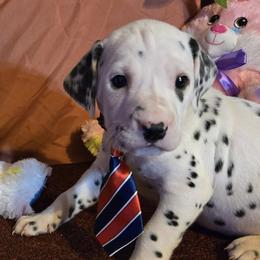 Dalmatians from Lylian's Dalmatians