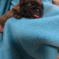 Boy 1 - Fawn male Pug puppy in Gaffney, South Carolina from Sunset Farms