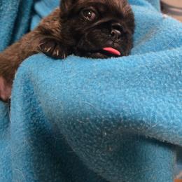 Boy 1 - Fawn male Pug puppy in Gaffney, South Carolina from Sunset Farms