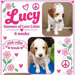 Lucy - Cream female Goldendoodle puppy in Frostproof, Florida from Lover Dover Doodles