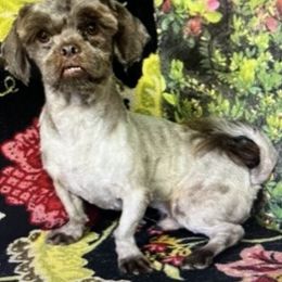 Shock A lot - Shih Tzu