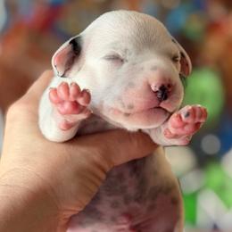 Male 2 - White and black male Dalmatian puppy in Lake Mathews, California from Bully Market