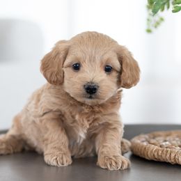 Maltipoo, Shichon, and Shihpoo Puppies from Timbercreek Puppies