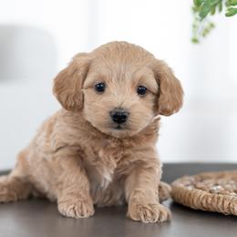 Maltipoo, Shichon, and Shihpoo Puppies from Timbercreek Puppies