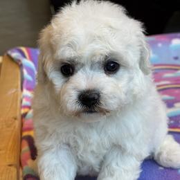 Puppy - White male Bichon Frise puppy in Greenville, South Carolina from Almaza Bichons