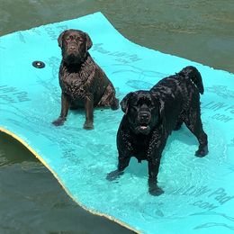 Labrador Retriever All Grown Up from Trouvae Labradors