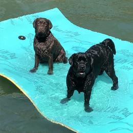 Labrador Retriever All Grown Up from Trouvae Labradors