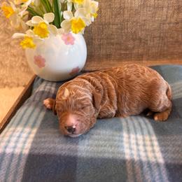 Male 2 - Red  male Goldendoodle puppy in Bucyrus, Missouri from Hill Top Pomskies