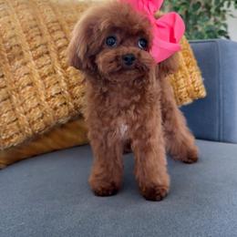 Poodle puppies from Natalias Tiny Puppies