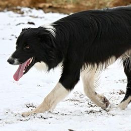 Border Collie puppies from Kate Gresham