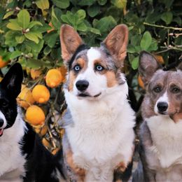 Cardigan Welsh Corgis from Halcyon Cardigan Welsh Corgis