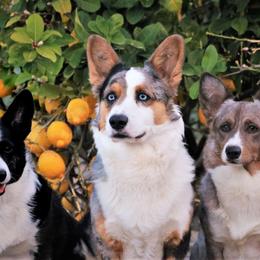 Cardigan Welsh Corgis from Halcyon Cardigan Welsh Corgis