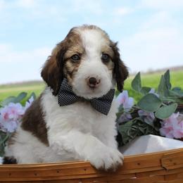 Rocket - White and gold male Bordoodle puppy in Ashland, Ohio from Cherry Blossom Doodles