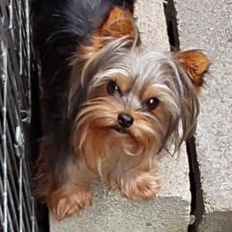 Baby - Yorkshire Terrier