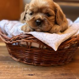 Cavalier King Charles Spaniel and Cavapoo Puppies from Cavaliers of Windsor