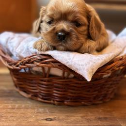 Cavalier King Charles Spaniel and Cavapoo Puppies from Cavaliers of Windsor
