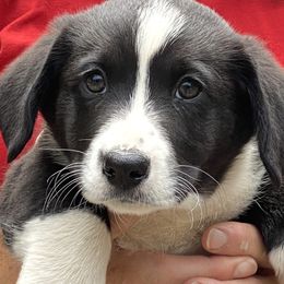 My Precious - Black and white male Cardigan Welsh Corgi puppy in Brookings, Oregon from Dragonfly Cardigans