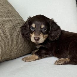 Athos - Chocolate and tan male Dachshund puppy in Bentonville, Arkansas from Boujee Buns Dachshunds