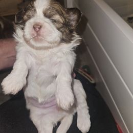 Female 1 - Red and white Shih Tzu puppy in Cook County, Illinois from My Tzu Crew