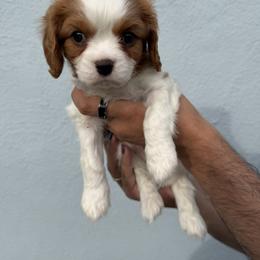 Cavalier King Charles Spaniel Puppies from Raised by Cathy