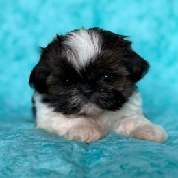 Cedric - Brindle and white male Shih Tzu puppy in Shawnee, Oklahoma from Black Velvet Shih Tzu