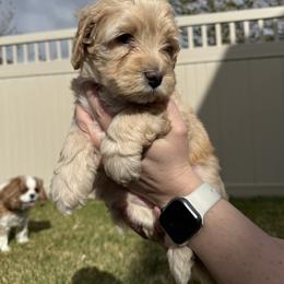 Bernedoodle, Cavalier King Charles Spaniel, and Poodle Puppies from Ellas.Pups (Bernedoodles & Cavapoos)
