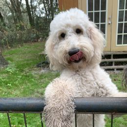 Goldie - Goldendoodle