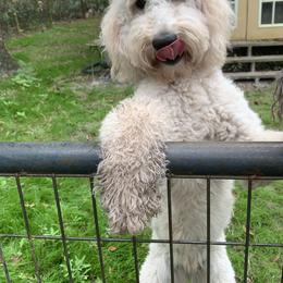 Goldie - Goldendoodle