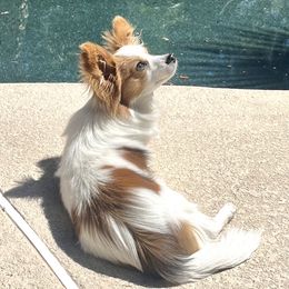 Artie - Papillon