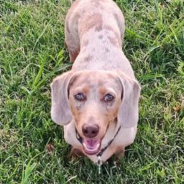 Buckshot - Dachshund