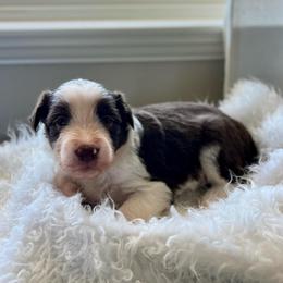 Macaroni - White and red male Bordoodle puppy in Valley Center, California from Circle R Valley Bordoodls