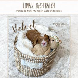 Velvet - Red  female Goldendoodle puppy in Bell Buckle, Tennessee from Precious Puptown Doodles