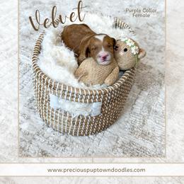 Velvet - Red  female Goldendoodle puppy in Bell Buckle, Tennessee from Precious Puptown Doodles