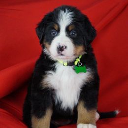 Bernese Mountain Dog Puppies from Lonesome Pine Farm