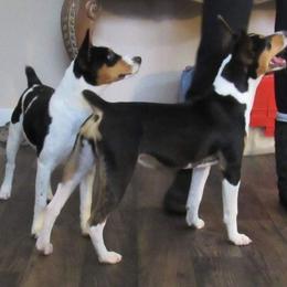 Rat Terrier All Grown Up from Kicking Bear