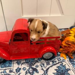 Barley - Sable and white male Shetland Sheepdog puppy in Tuscumbia, Alabama from Agee's World of Shelties