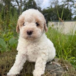 Valor - Parti male Goldendoodle puppy in Cherry Tree, Pennsylvania from Plum Creek Acres Next Generation