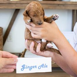 Ginger Ale - Red  male Poodle puppy in Mesa, Arizona from Desert Doodles