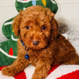 Walnut - Red  male Goldendoodle puppy in Beecher, Illinois from Erica’s Doodles