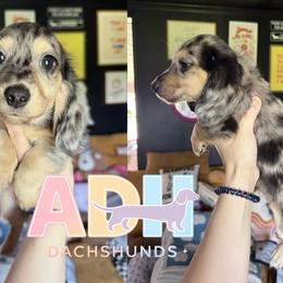 Waldo - Dapple male Dachshund puppy in Coatesville, Indiana from ADH Dachshunds