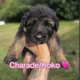 Charade - Black and red female German Shepherd puppy in Coplay, Pennsylvania from WSK9 By My Side