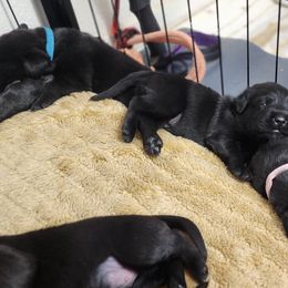 Labrador Retriever Puppies from Steele Caliber Retrievers