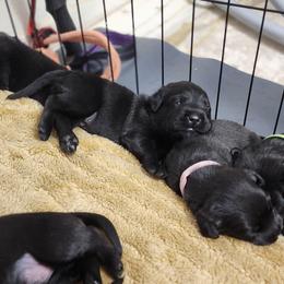 Labrador Retriever Puppies from Steele Caliber Retrievers