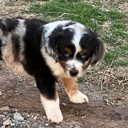 Levi - Blue merle male Toy Australian Shepherd puppy in Nocona, Texas from Rafter O Toy Aussies and Mini Heelers