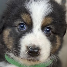 Thackery - Australian Shepherd puppy in Poway, California from Side Tongue Shepherds