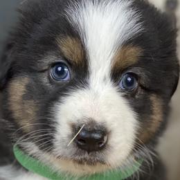 Thackery - Australian Shepherd puppy in Poway, California from Side Tongue Shepherds