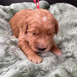 Zeus (Red Collar) - Apricot male Goldendoodle puppy in Millersburg, Ohio from Millersburg Paws, LLC.